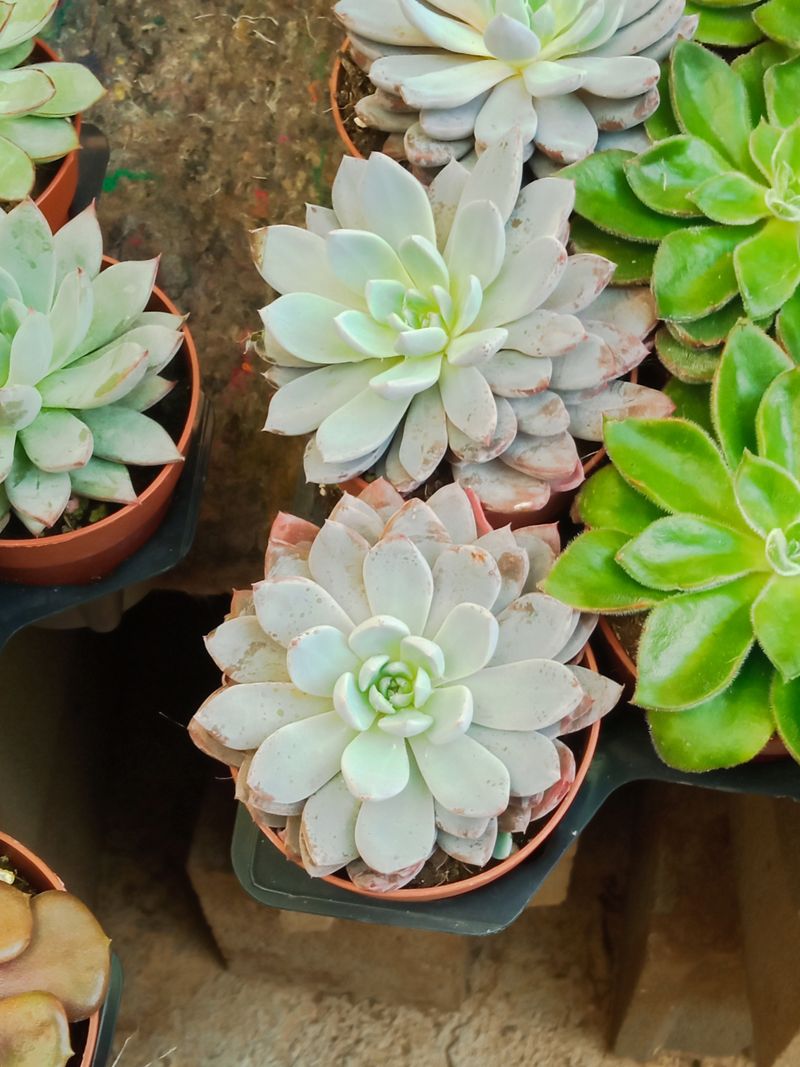 Euphorbia Cv Multiprolifera Planta Suculenta Ø5_0