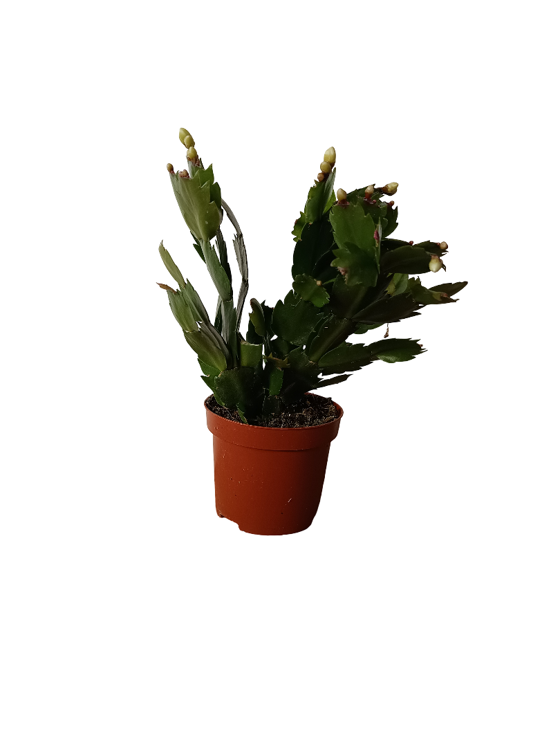 Cactus De Navidad Flor Amarilla Planta Suculenta Colgante_0