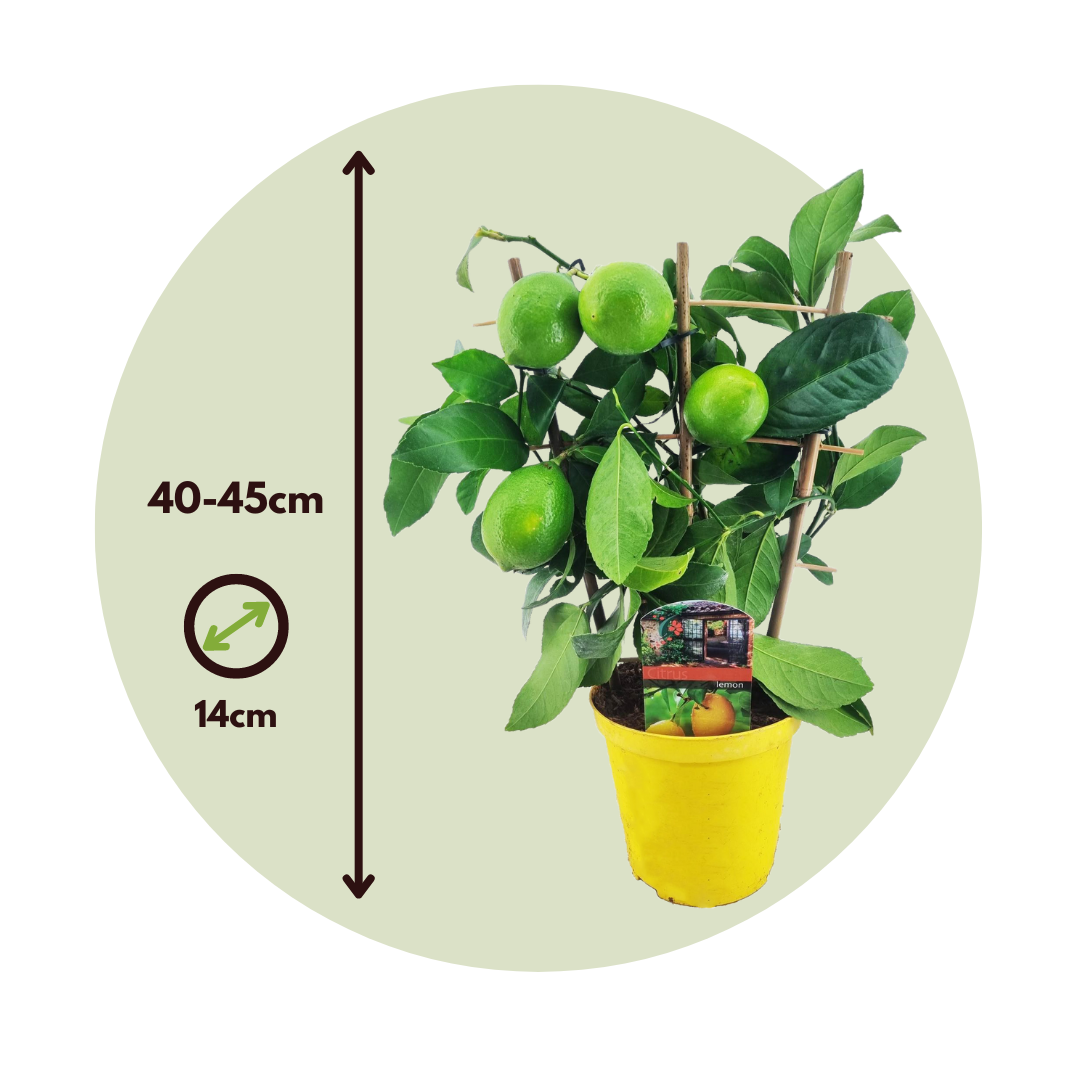 Árbol De Limón - Citrus Limon - Altura 40-45cm - ⌀14cm_2