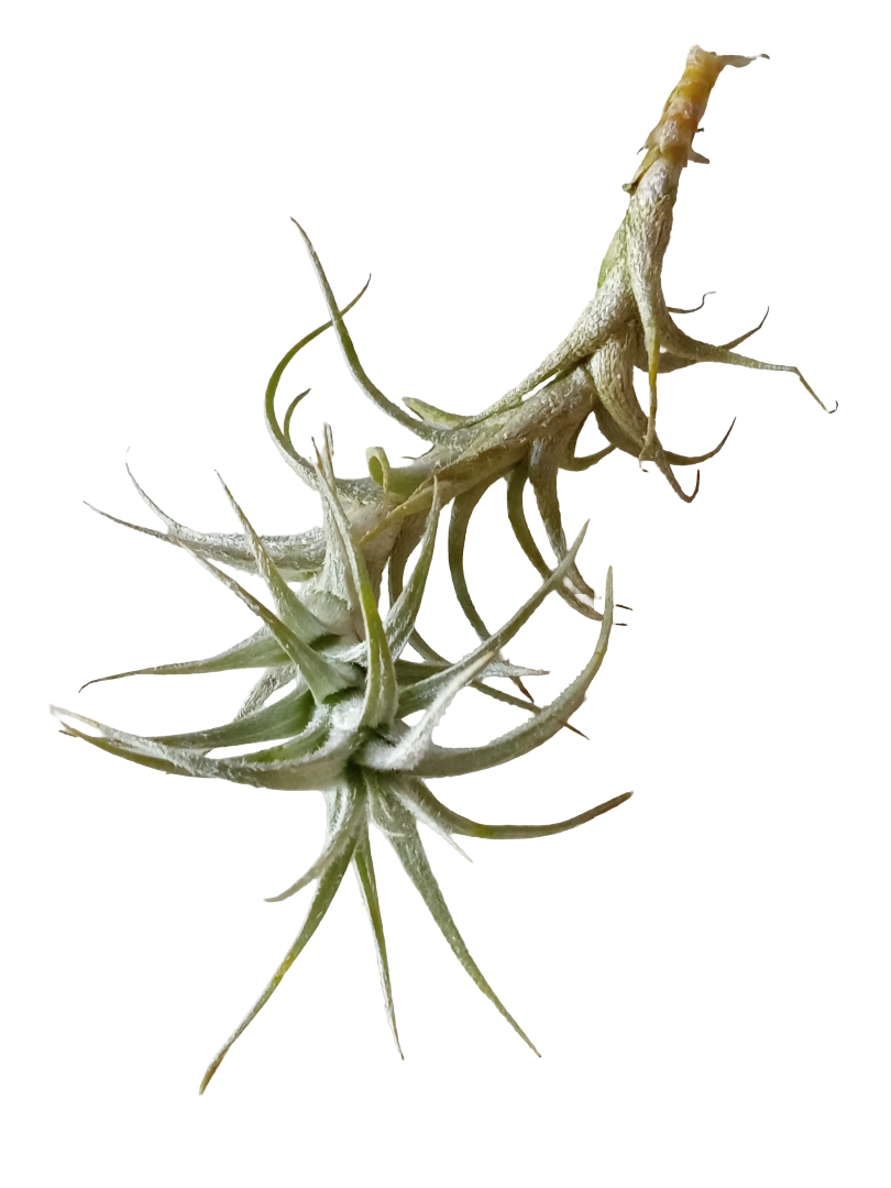 Tillandsia Stellifera Planta Natural Clavel Del Aire 8-10 Cms_0