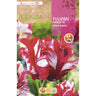 Bulbo de Tulipa Papagaio Estella Rijnveld lã vermelha verde 5 peças Rocalba