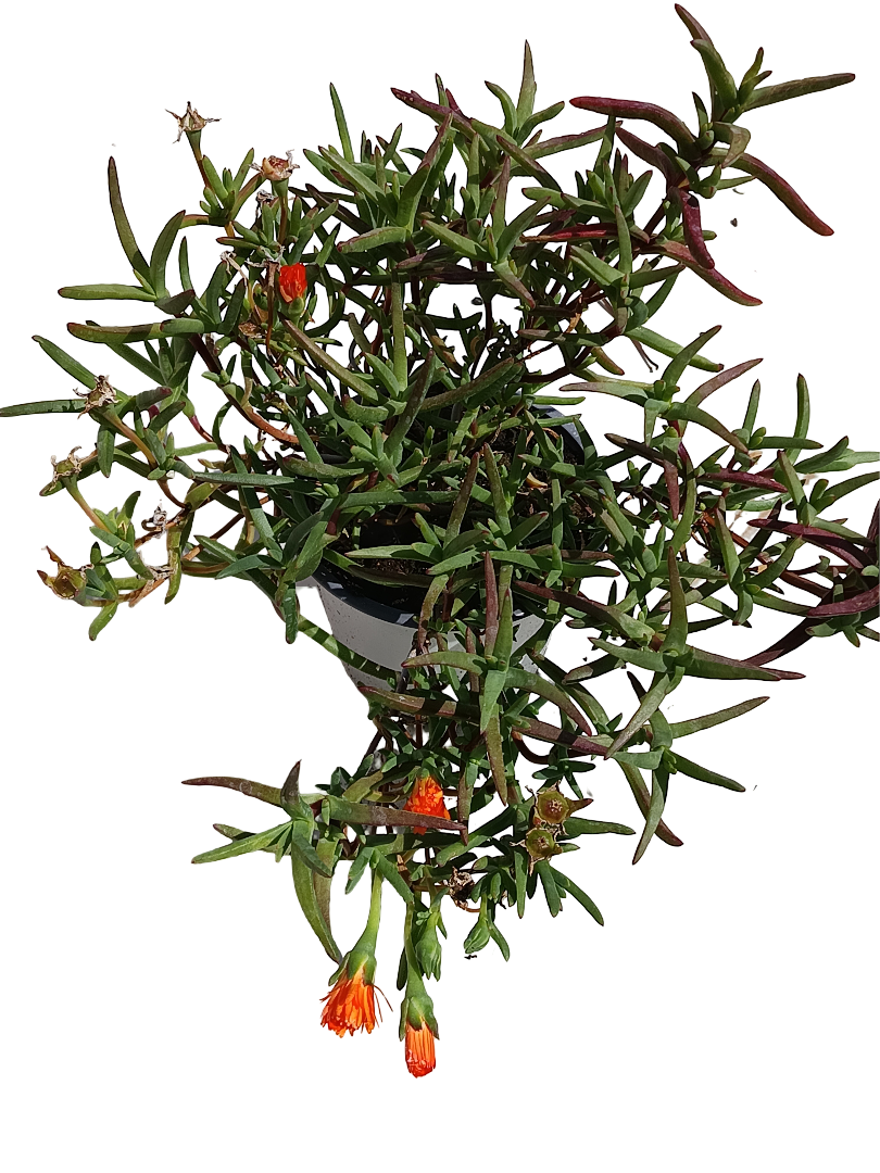Mesem Flor Naranja Planta Colgante Ø14_1