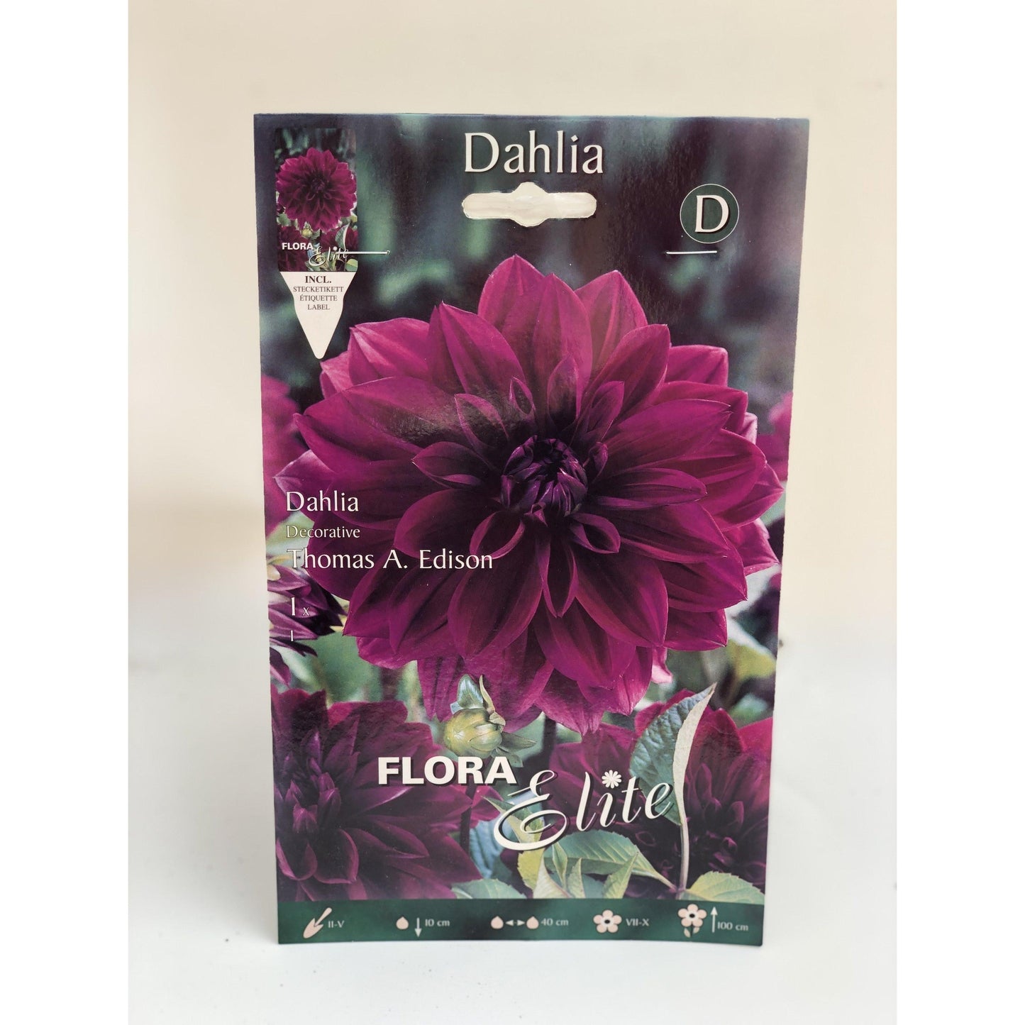 Bulbo Dalia decorativa azul violeta 1 ud
