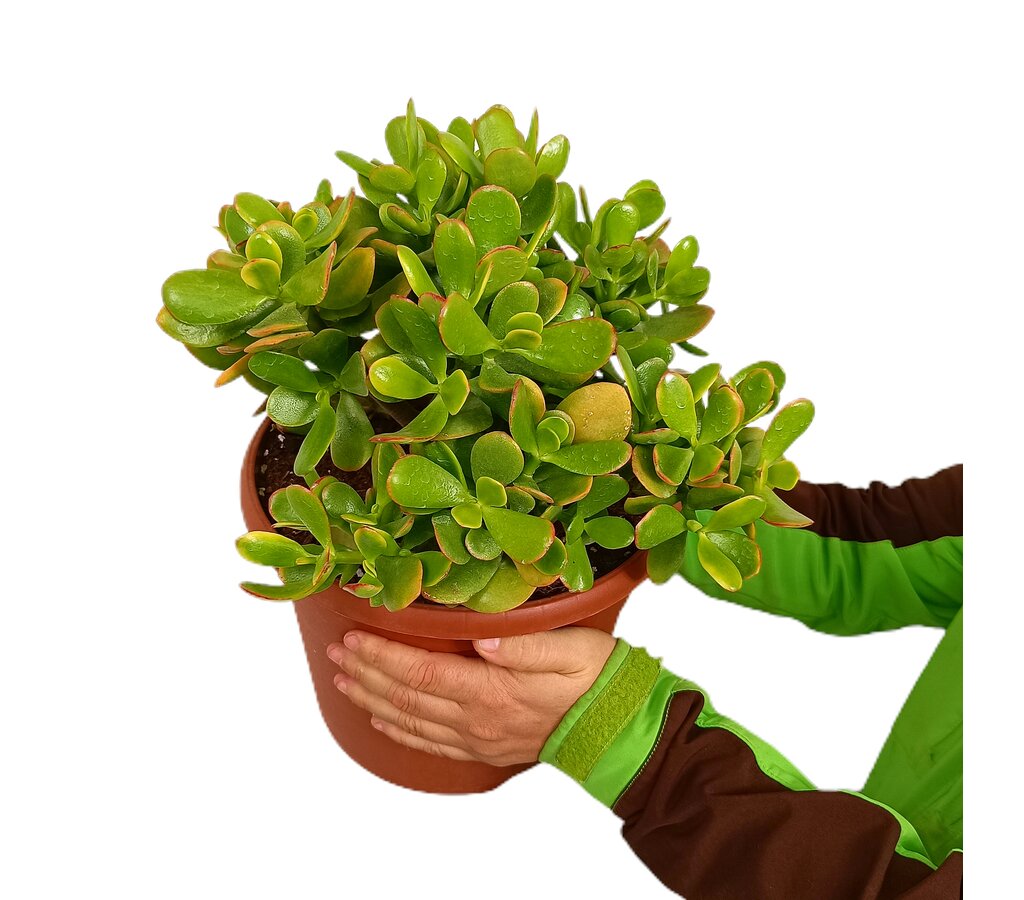 Crassula Ovata Sunset M25_0