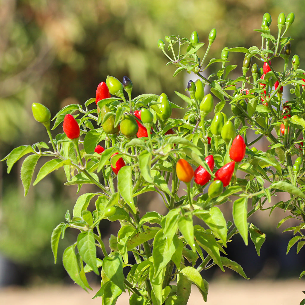 Maceta Guindilla Hot 10,5 Cm - Plantabo_1