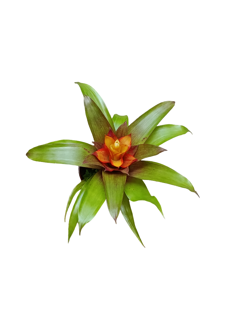 Vriesea sp Mini Flor Planta Bromelia Ø5 Cm_0