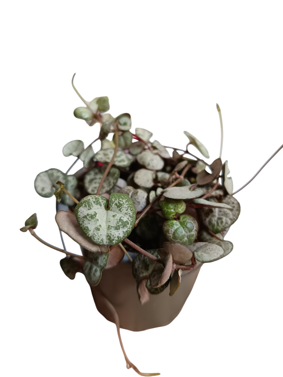 Ceropegia Silver Glory Planta Suculenta Colgante Ø8_0