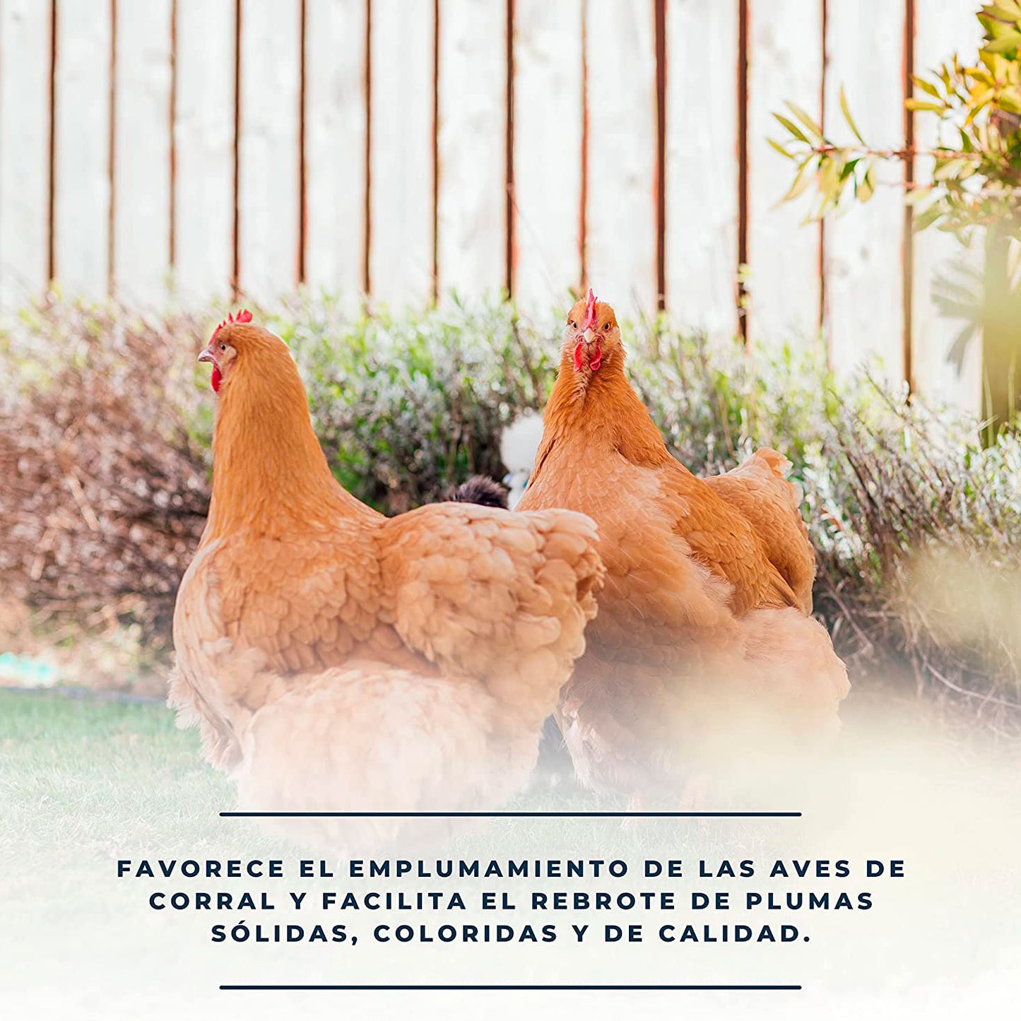 SoluPluma - Vitaminas Para La Muda De Las Plumas - Favorece El Emplumamiento De Gallinas, Palomas, Palmípedas - 250 Ml_4