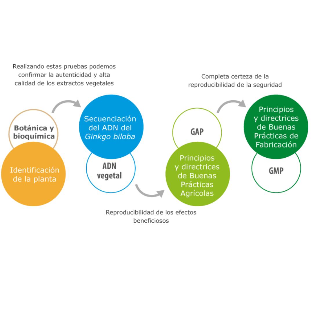 Ginkgo 100 100% Natural 60 Cápsulas