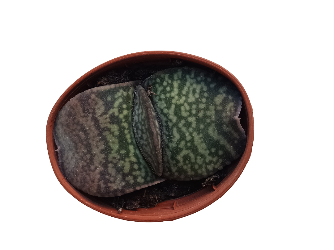 Gasteria Disticha Planta Suculenta Ø5_0