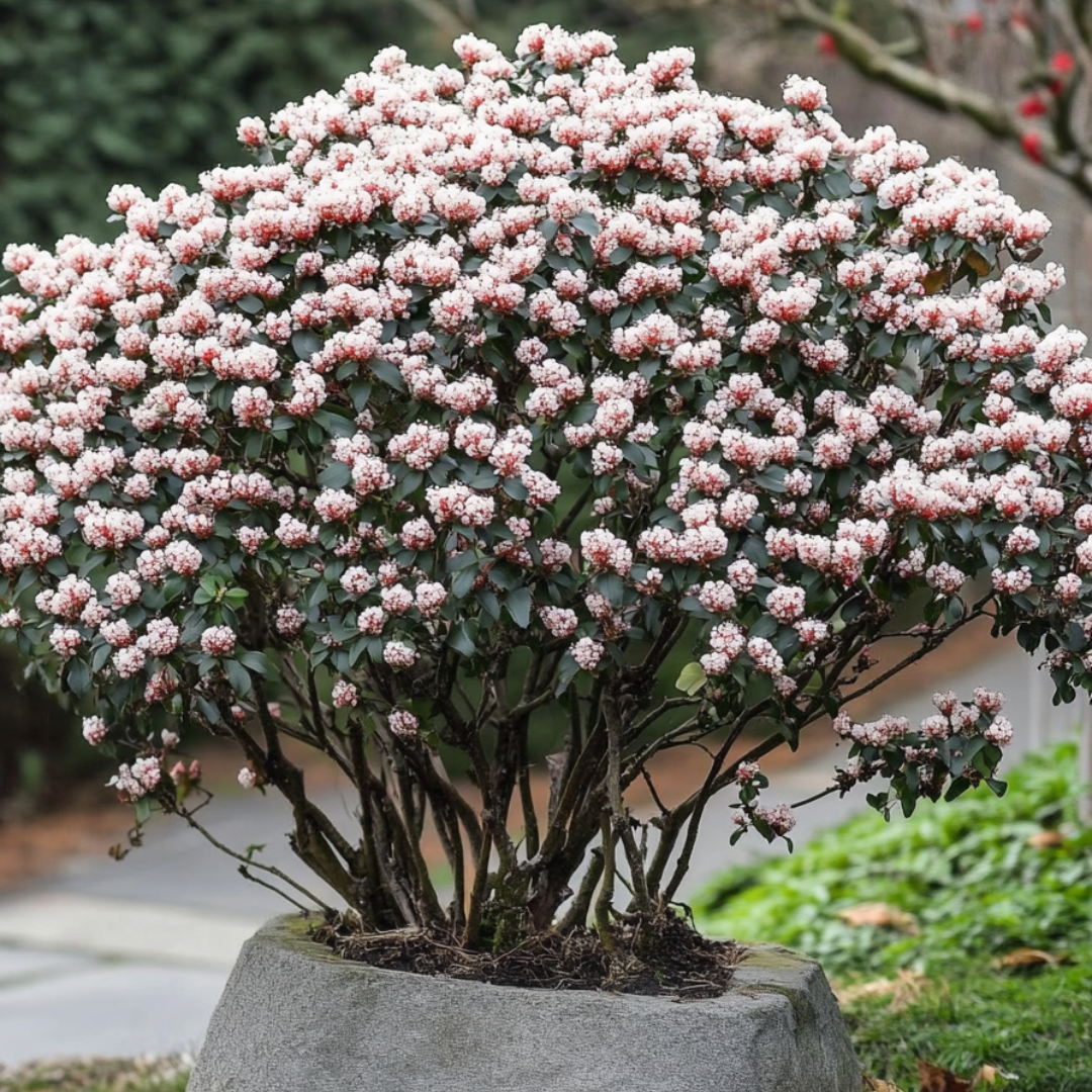 Durillo - 2 Pzs - Viburnum Tinus - Altura 25-40cm - ⌀17cm_4