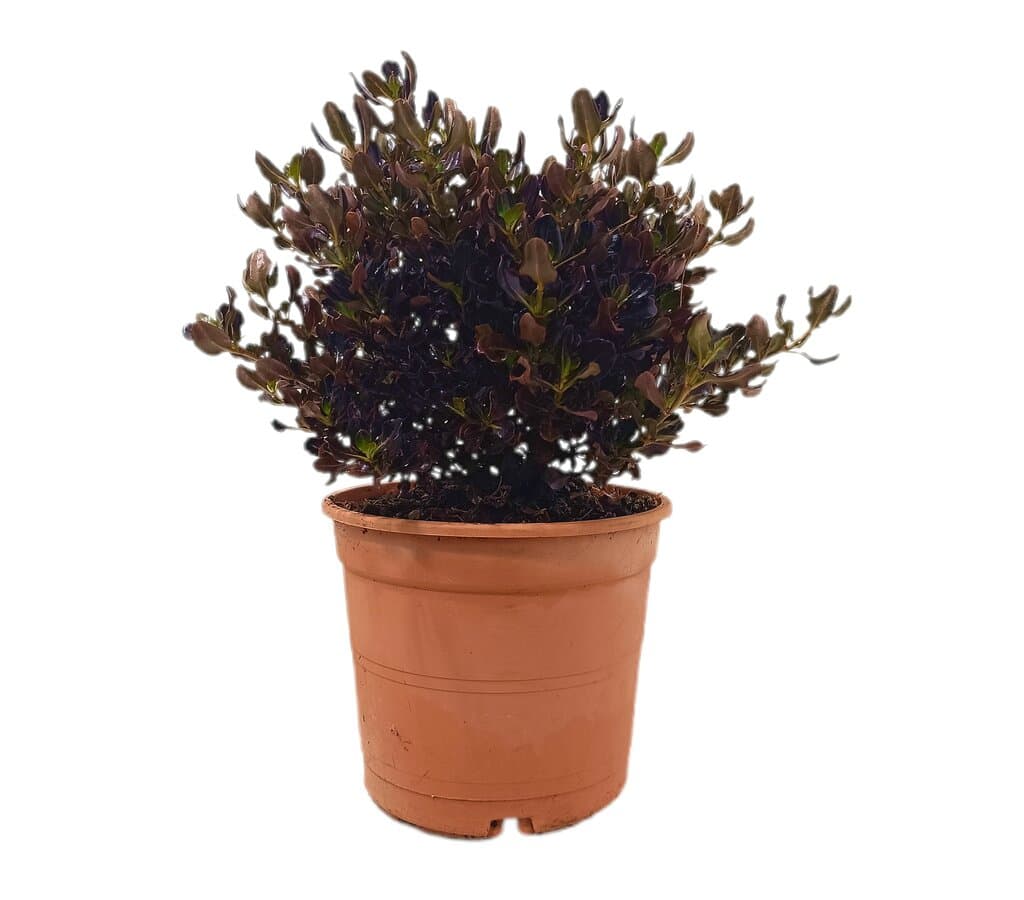 Coprosma Chocolate M22 40cm_0