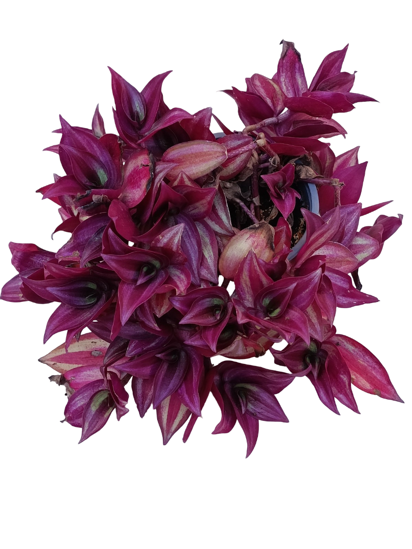 Tradescantia Zebrina Ø12 Planta Natural Colgante_0