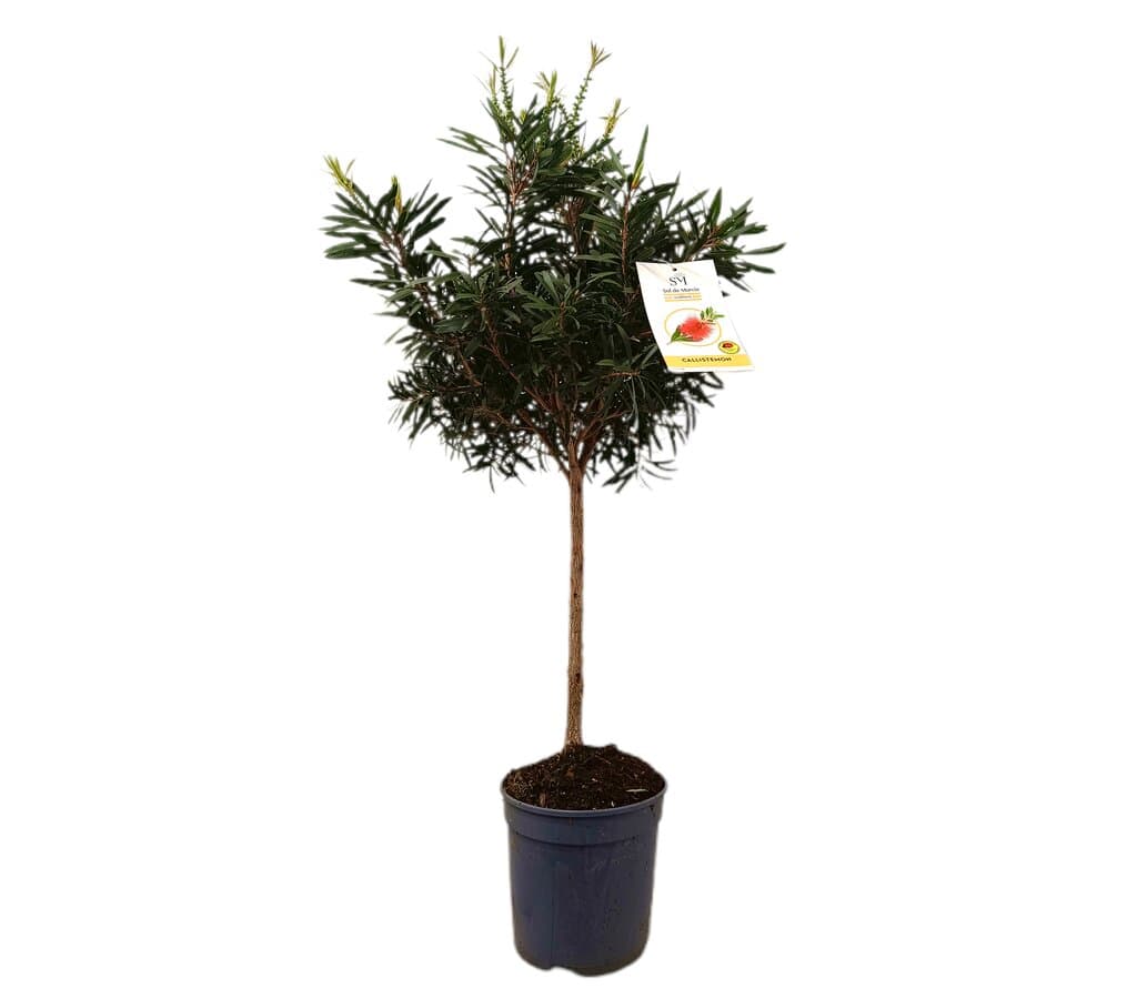 Callistemon En Copa M22 90cm_0