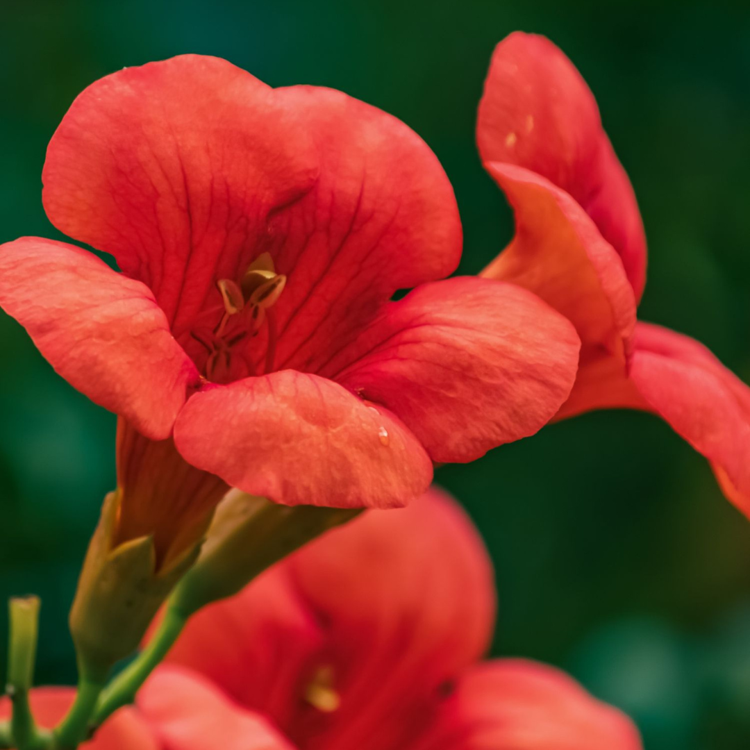 Trompeta Dorada - Campsis Taglibuana 'mme Galen' - Altura 110-120cm - ⌀17cm_3