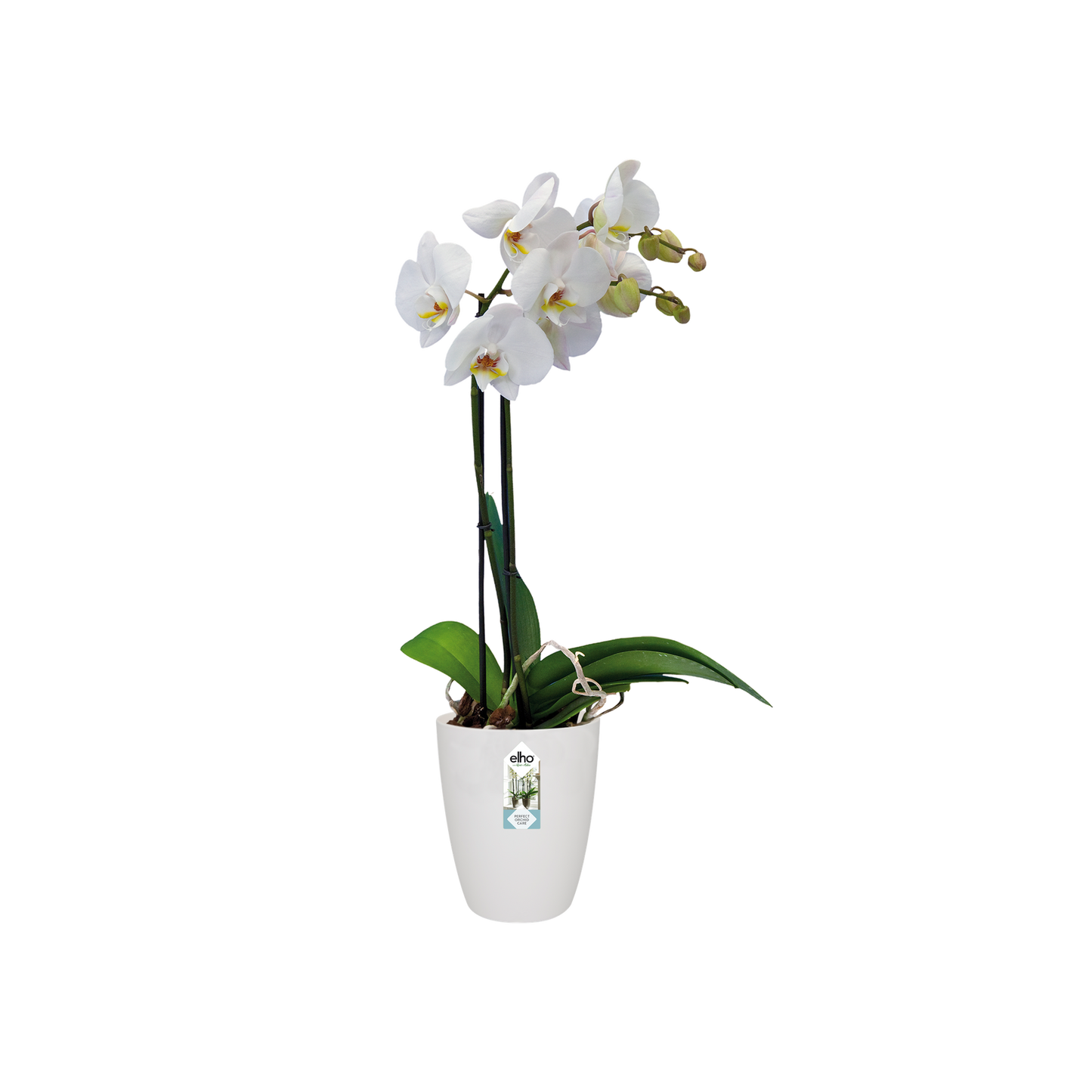 Vaso para orquídea Bruxelas High Elho branco