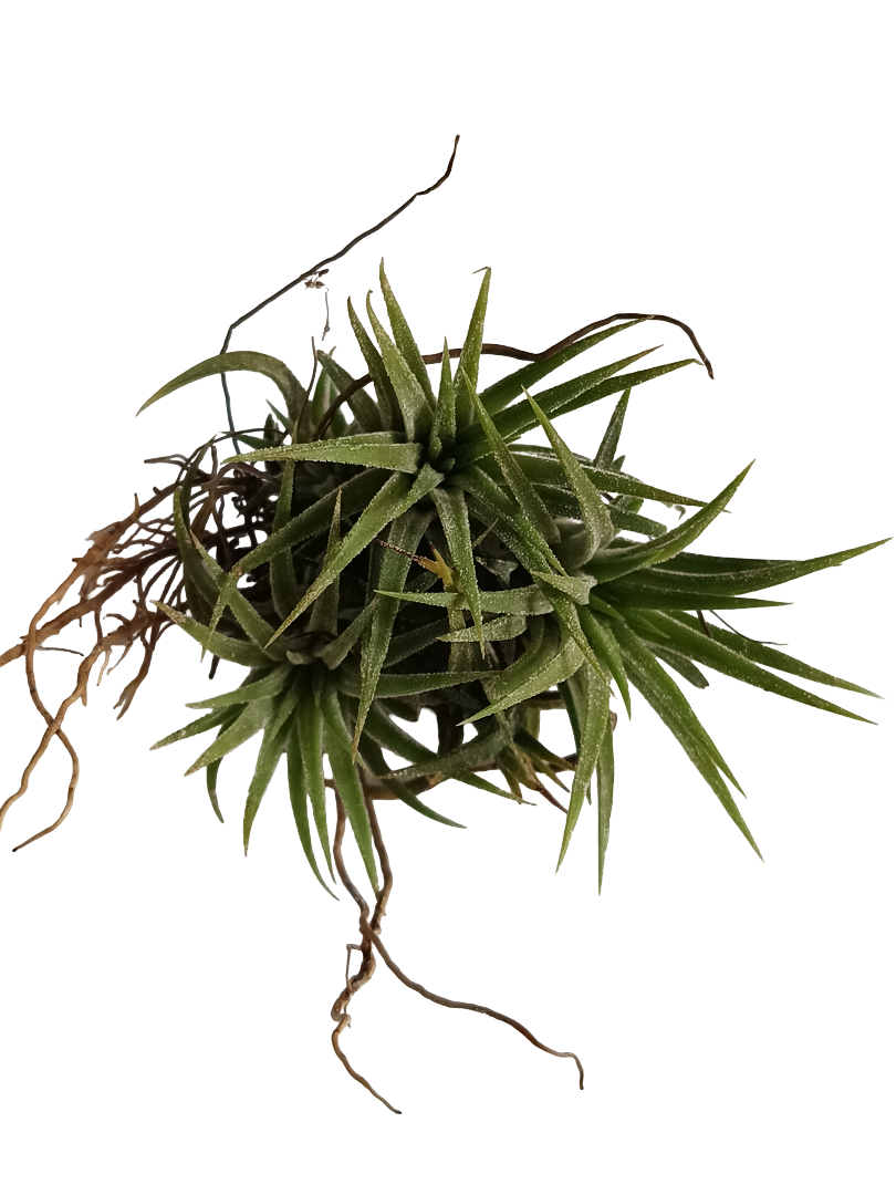 Tillandsia Ionantha Clump Clavel Del Aire Planta De Interior 5-8 Cm_0