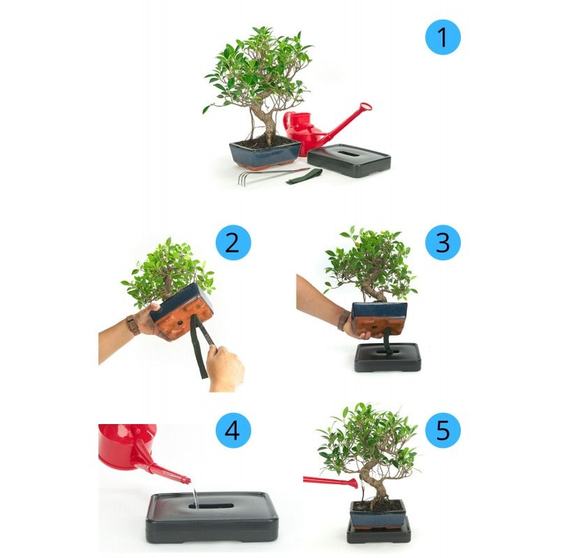 Sistema de auto-irrigação para bonsai 15 cm