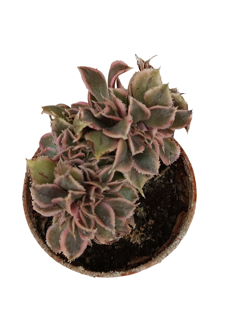 Aeonium Crestata Variegata Planta Suculenta 5 Cm_0