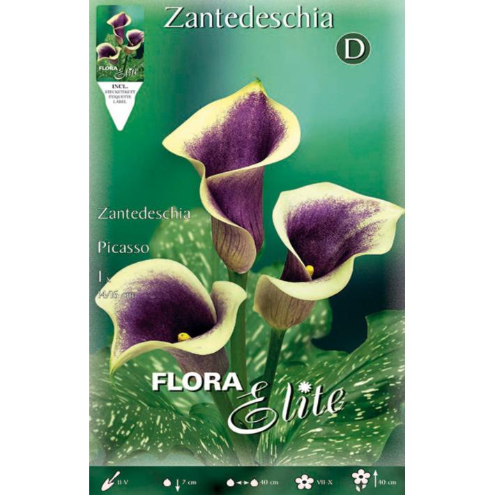 Bulbo Calla Picasso Violeta 1 unidade