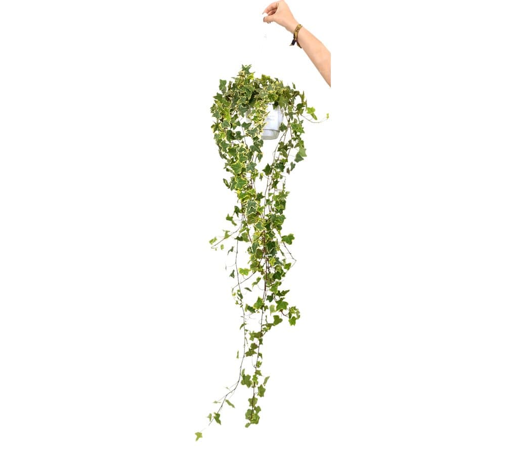 Hedera Helix Goldchild M17_0