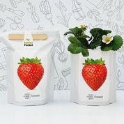 Kit de jardim de bolso: Morangos