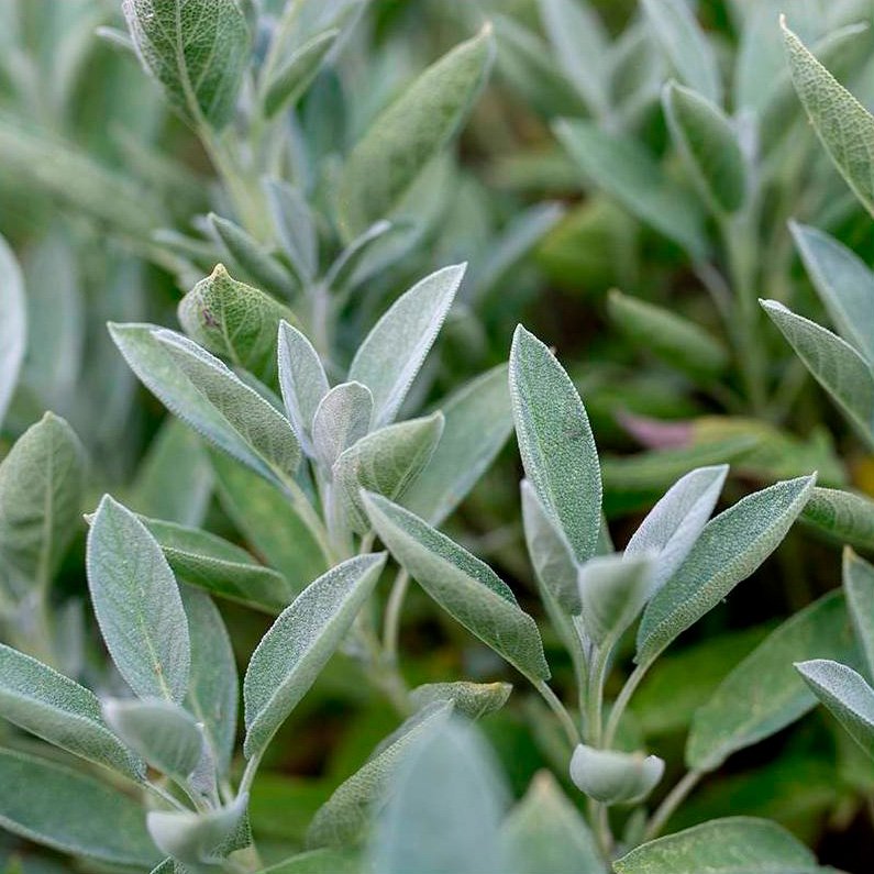 Semillas Sálvia Ecológicas