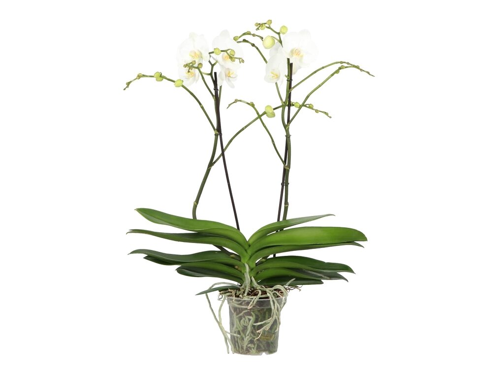 Orquidea Phalaenopshis Optiflor Theatro M17 80cm_0