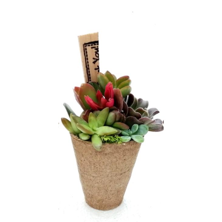 Composição suculenta Jiffy