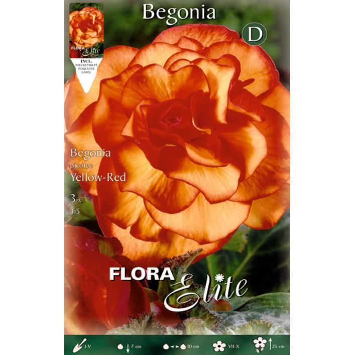 Bolbo de begónia duplo picotte 3 peças