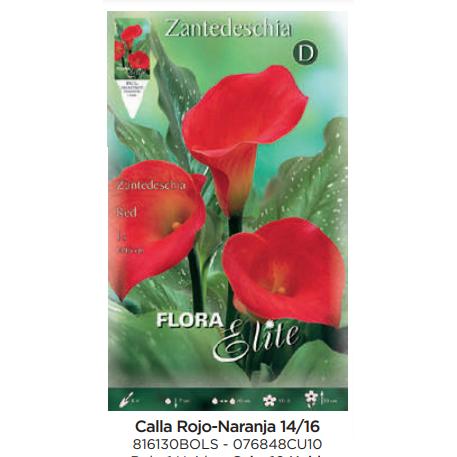 Bolbo de Calla vermelho laranja 1 unidade