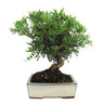 Bonsai Pistacia Lentiscus 7 anos MENTISCO