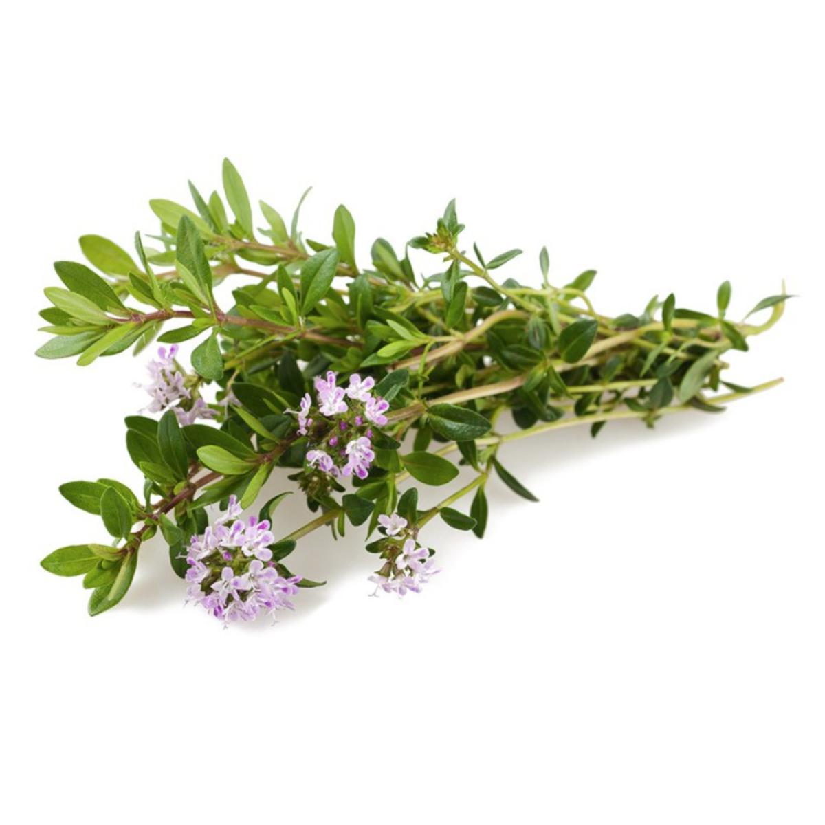 Saborosa muda em vaso de 11 cm