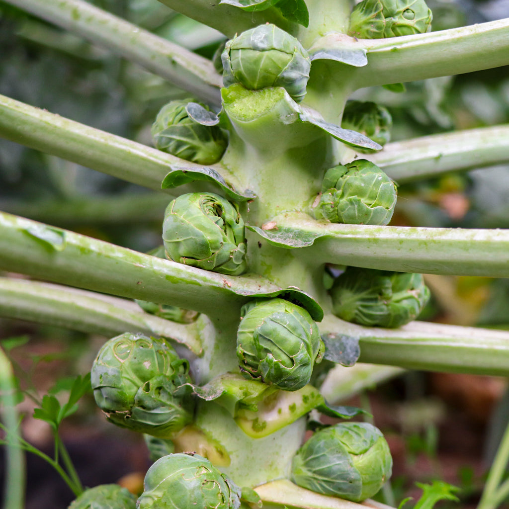 Plantón Coles De Bruselas - PlantaBo_1
