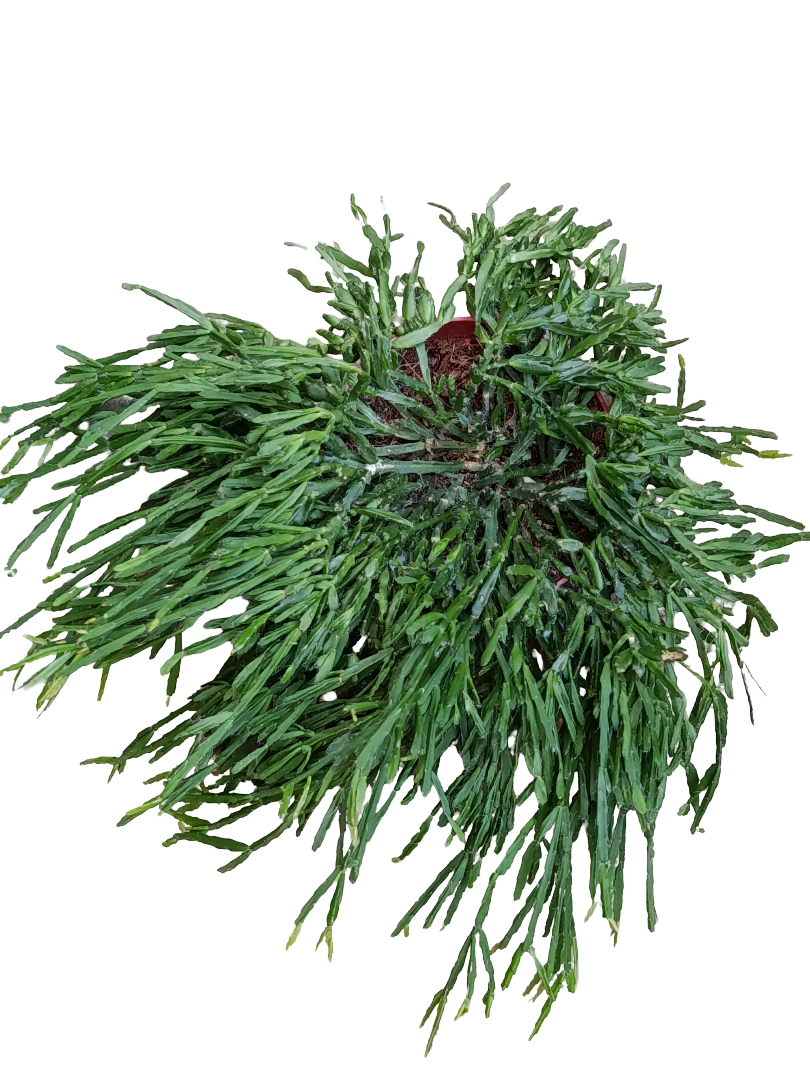 Rhipsalis Ewaldiana Planta Suculenta De Interior Colgante Ø12_0