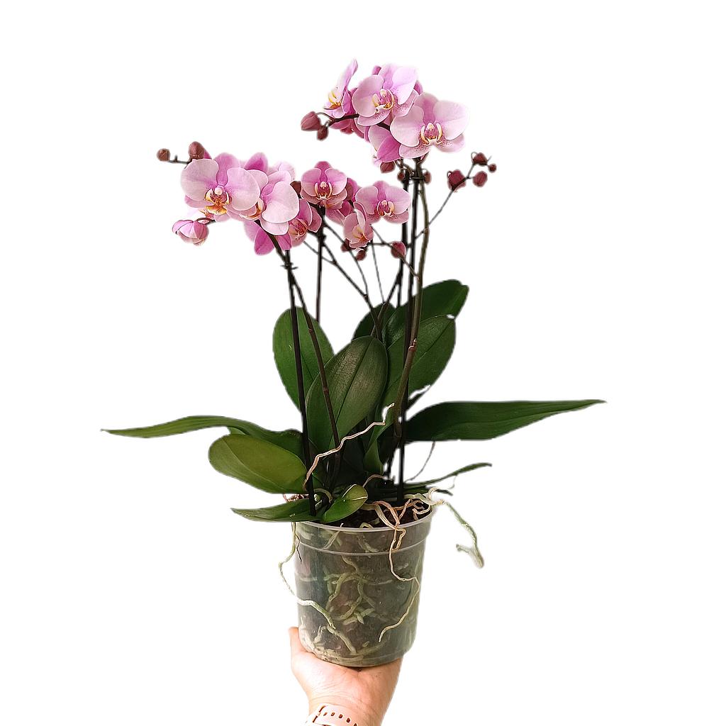 Phalaenopsis Flora Pink M15_0