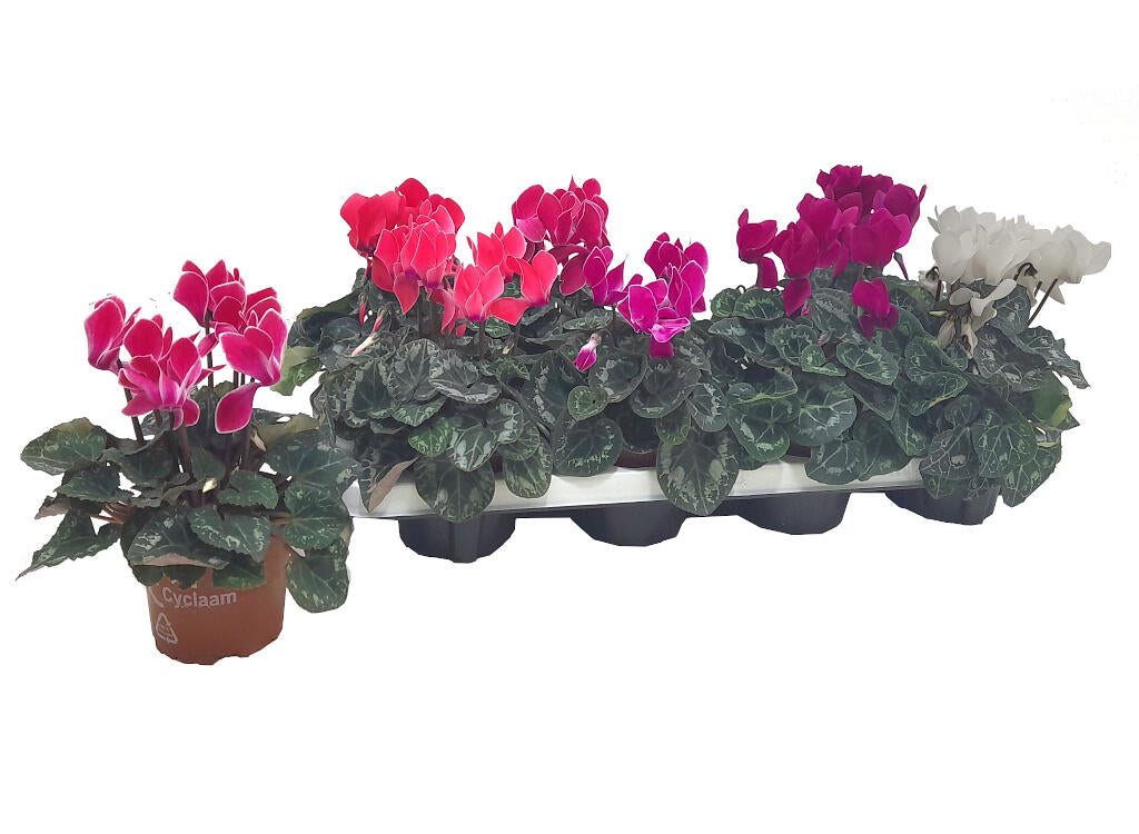 Cyclamen Persicum M11_0