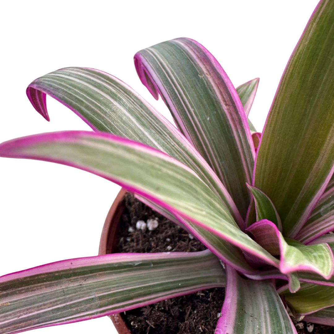 Tradescantia Nanouk Hoja Grande_1