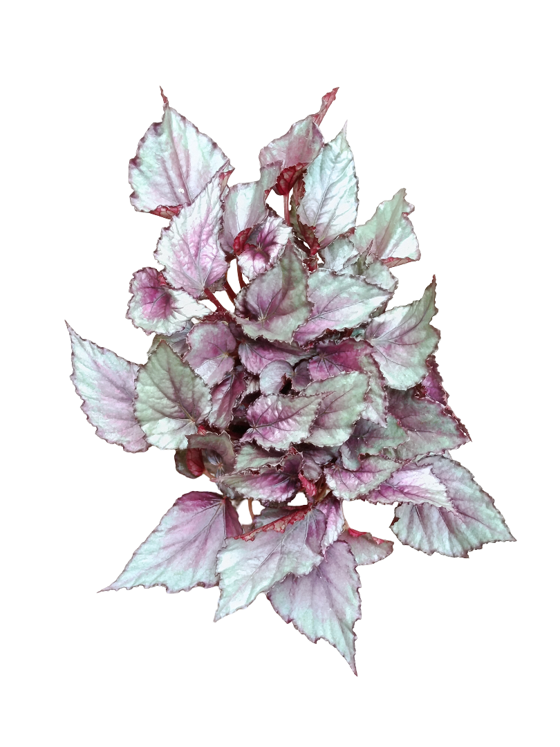 Begonia Maori Haze Ø12 Planta De Interior Natural_0