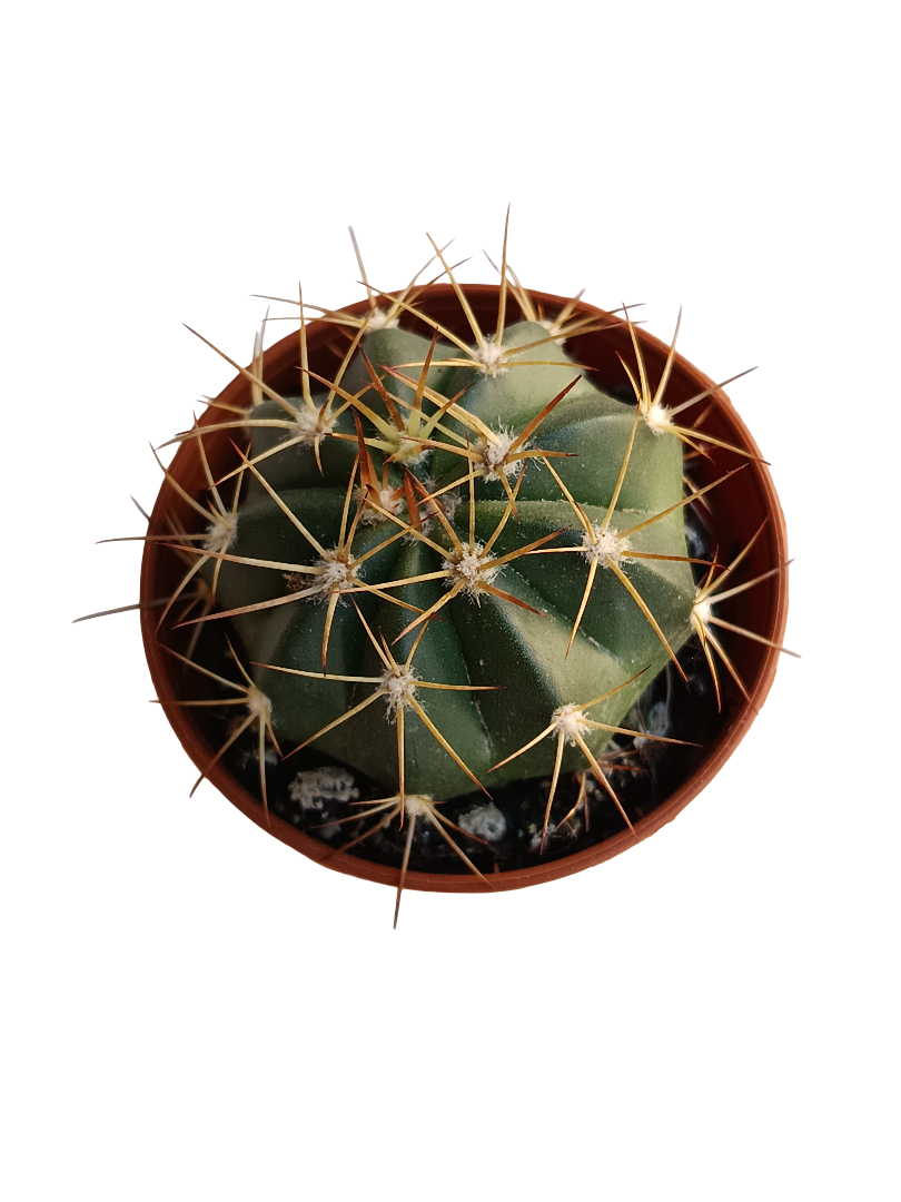 Melocactus Matanzanus Planta Cactus Ø5 Cm_0