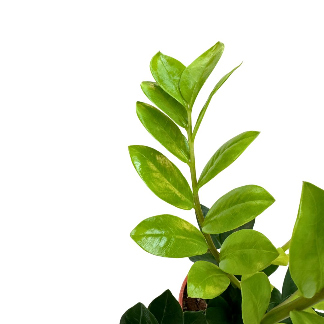 Zamioculcas Planta De Interior Resistente A La Poca Luz (zamioculcas Zamiifolia) Maceta 14cm_1