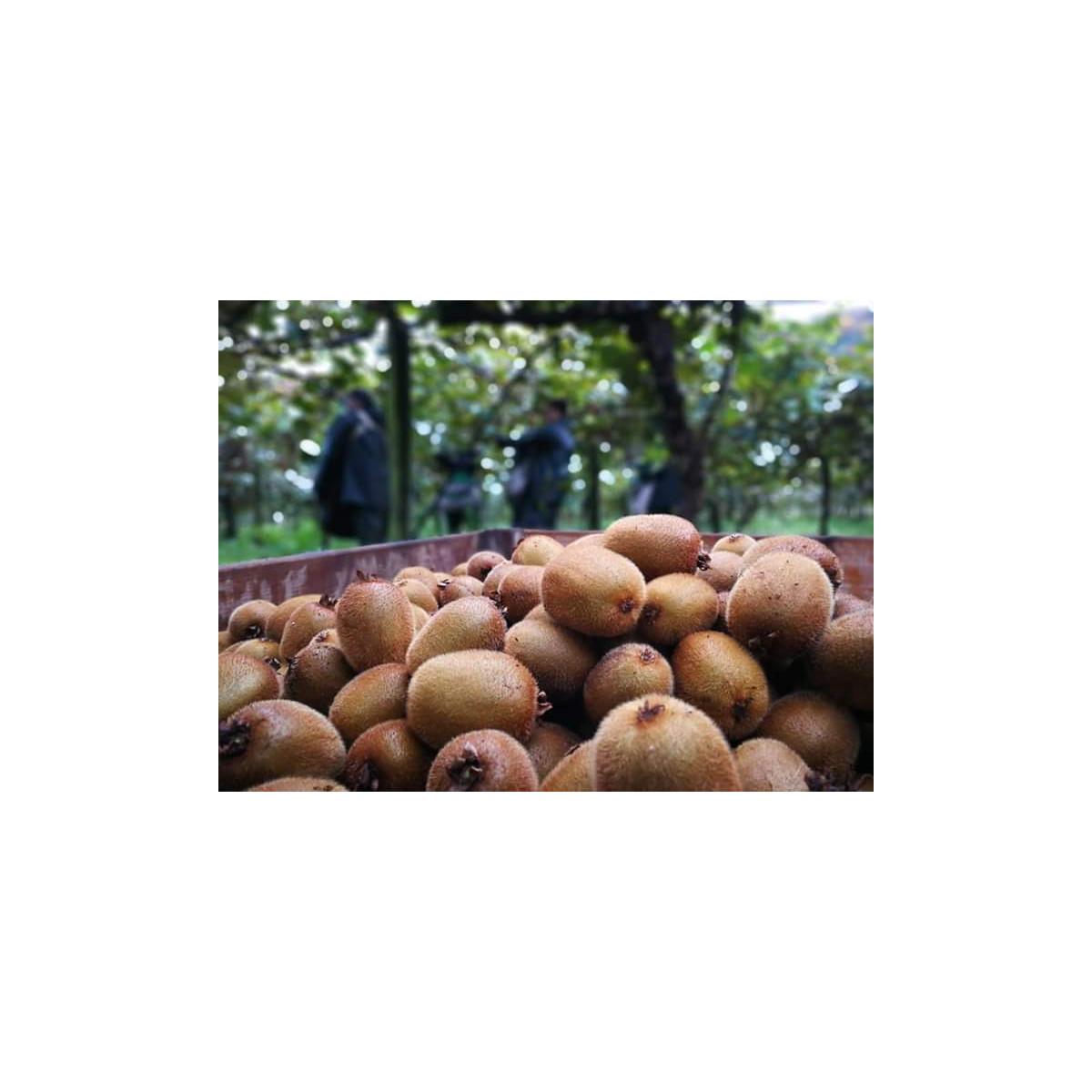 Elaborado com Maçã e Kiwi Biológicos sem adição de açúcar Ékolo 700 g