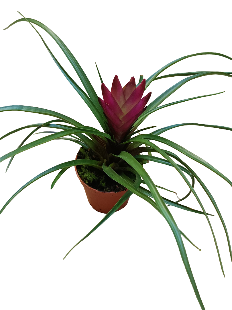 Tillandsia Cyanea Mini Flor Fucsia Planta Bromelia Ø5 Cm_0