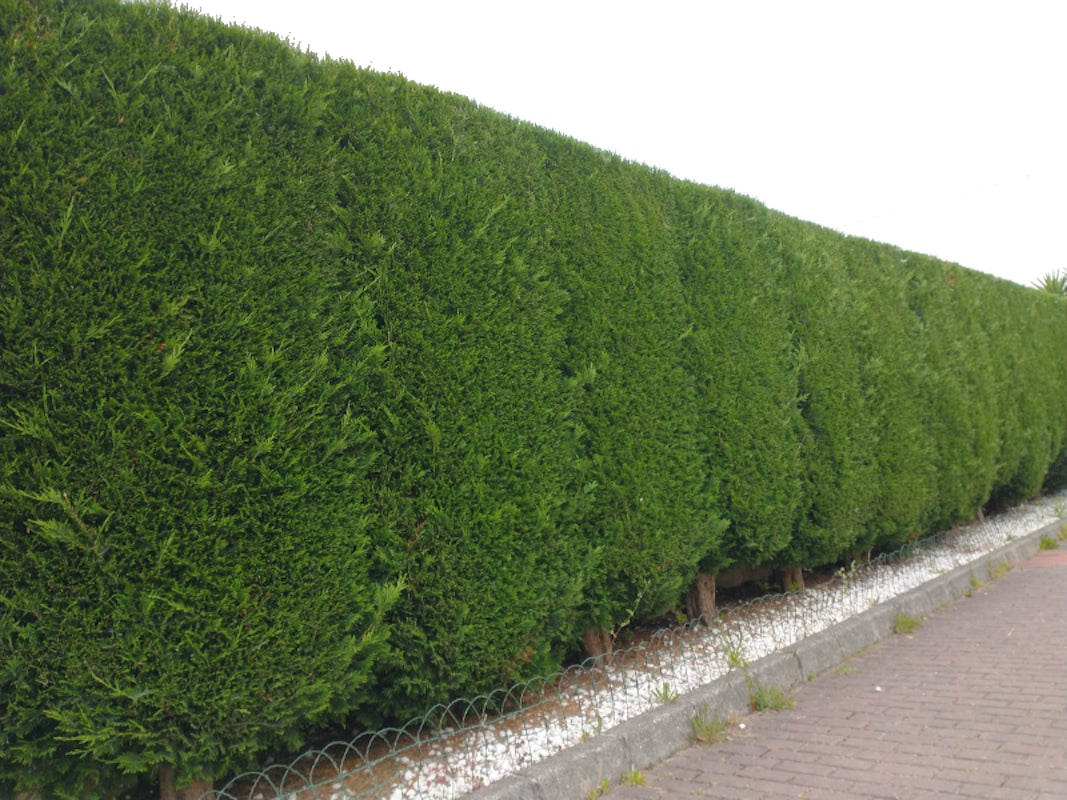 Cupressocyparis Leylandii (70 Cm.)_1