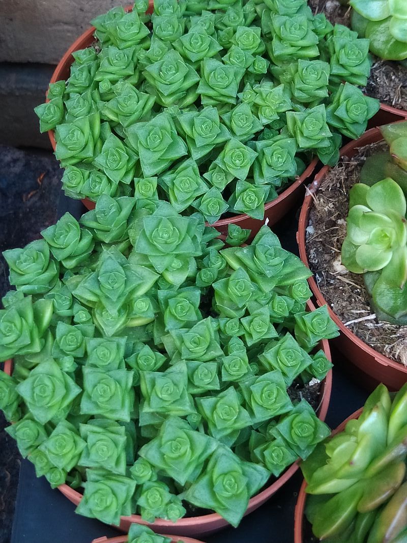 Crassula Socialis Planta Suculenta 8 Cms_0