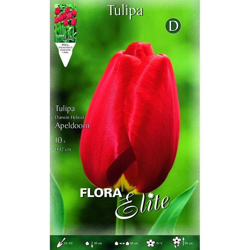 Bolbos tulipa vermelha 10 unidades