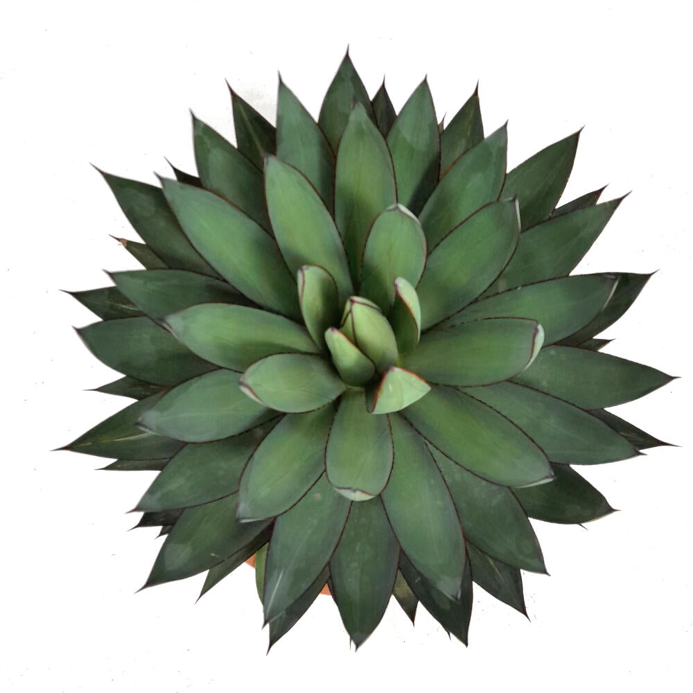 Agave Romanii T30 60cm_1