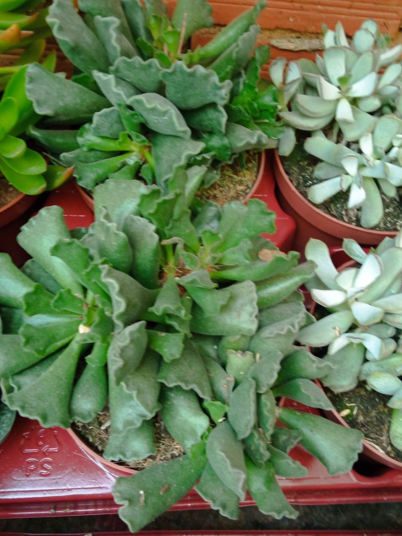 Adromischus Cristatus Grande Ø13 Planta Suculenta_0