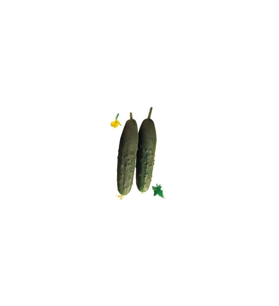 Plantón Pepino Granada F1 (10 Unidades)_3