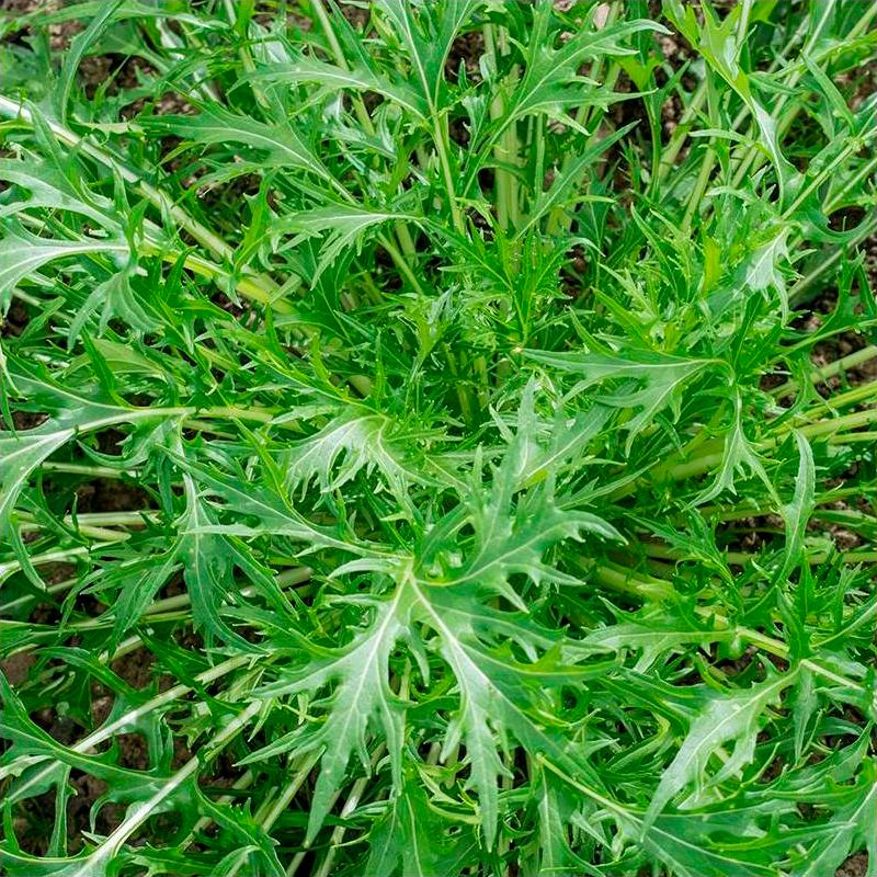 Semillas Verdura Asiática Mizuna Ecológicas_0